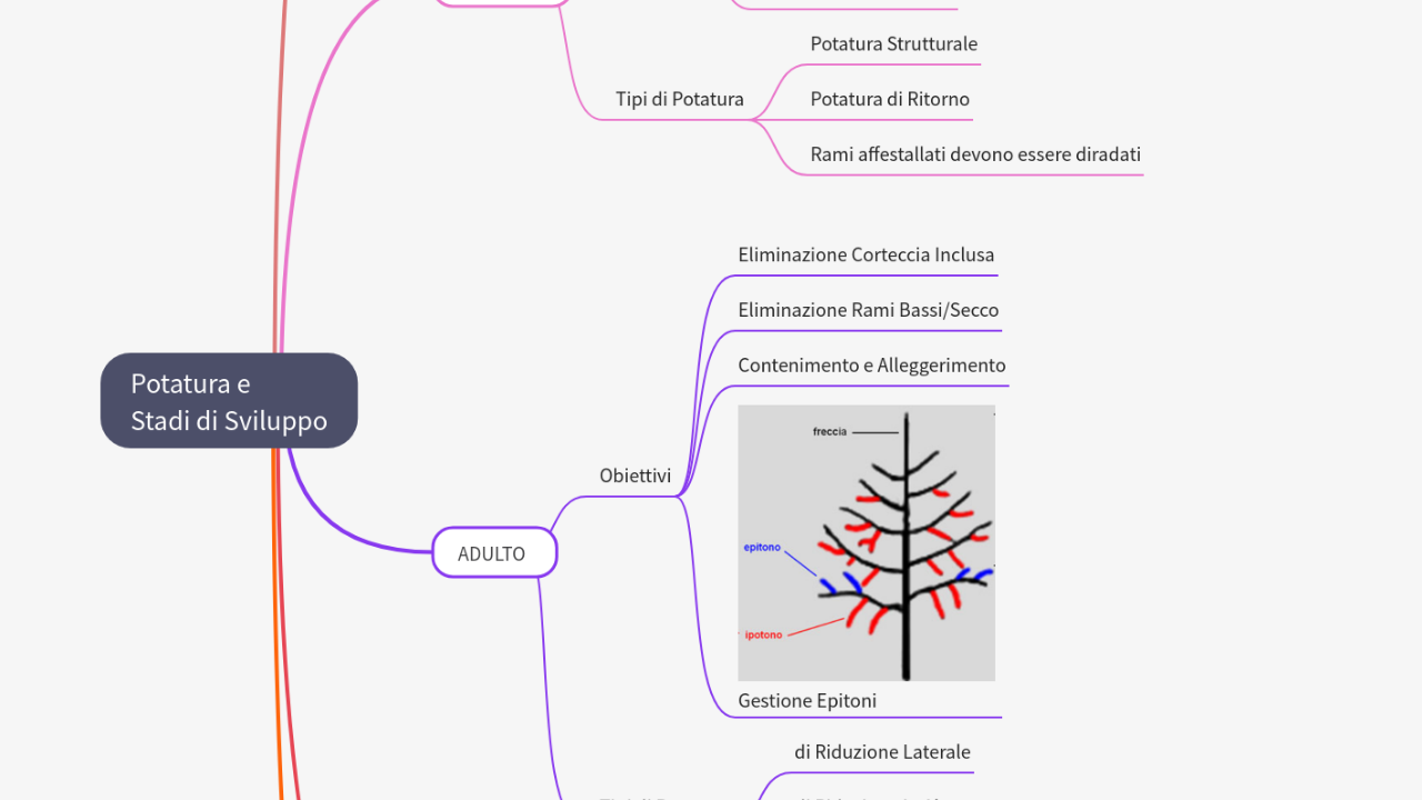 Mind Map:Potatura e Stadi di Sviluppo ...