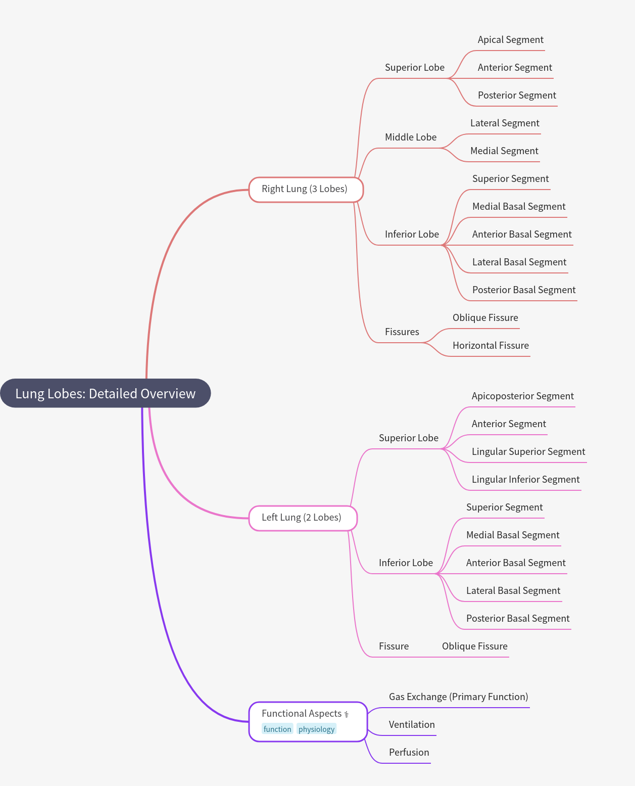 Lung Lobes: Detailed Overview