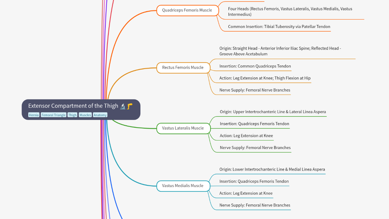 Mind Map:Extensor Compartment of the Thigh ...