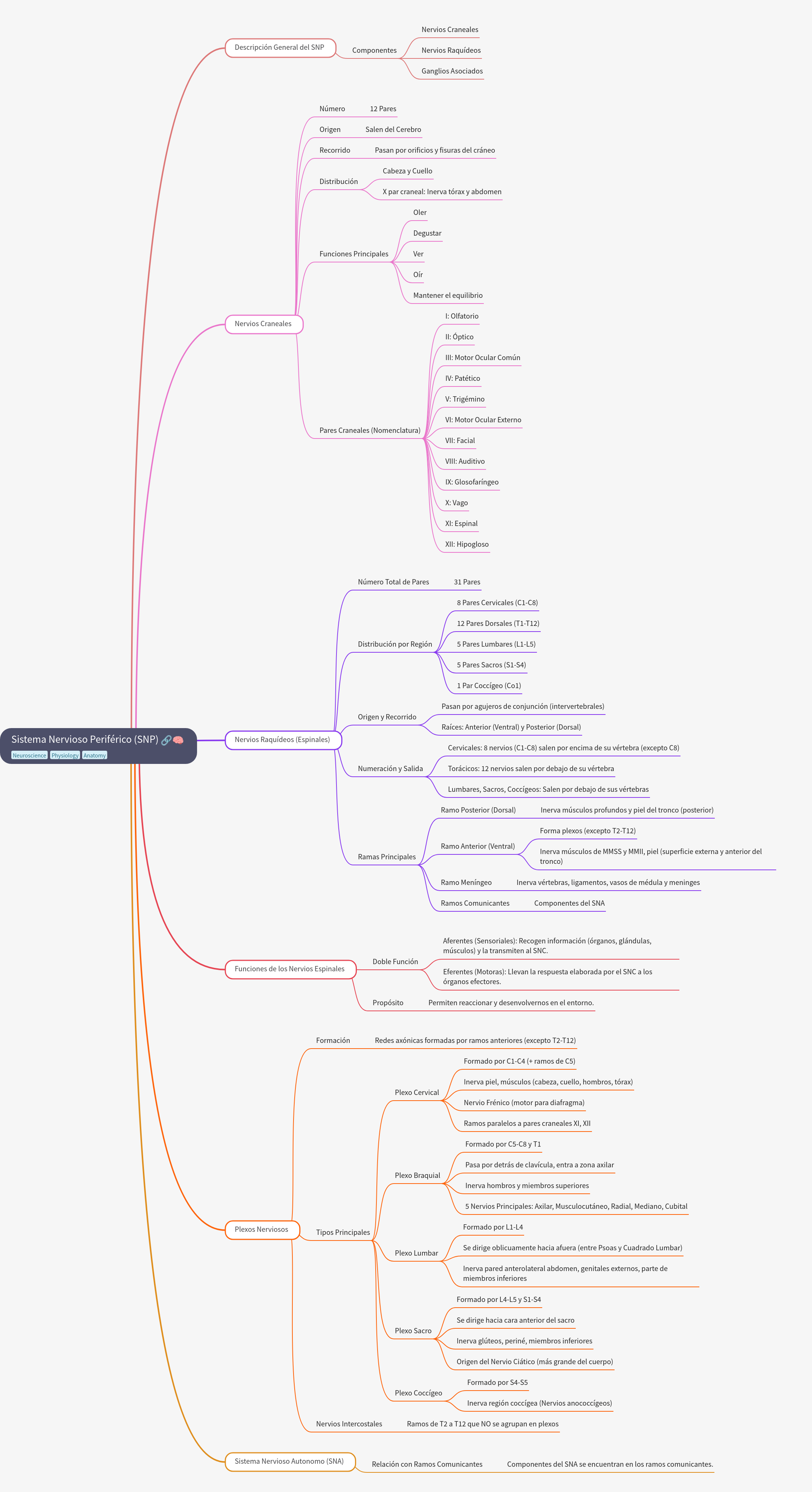 Peripheral Nervous System: Structure and Function Overview
