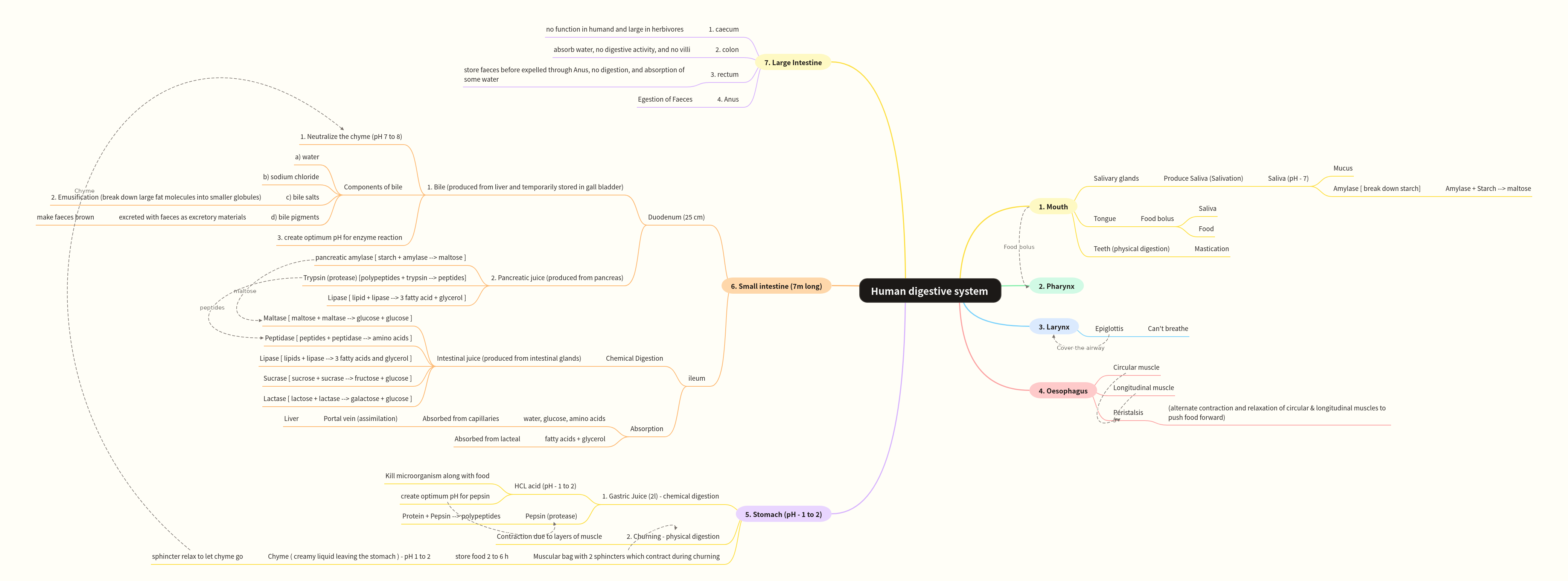 Human Digestive System: A Comprehensive Guide