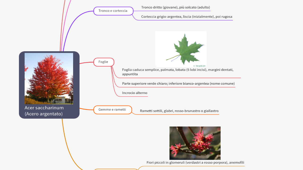 Mind Map:Acer saccharinum (Acero argentato) ...