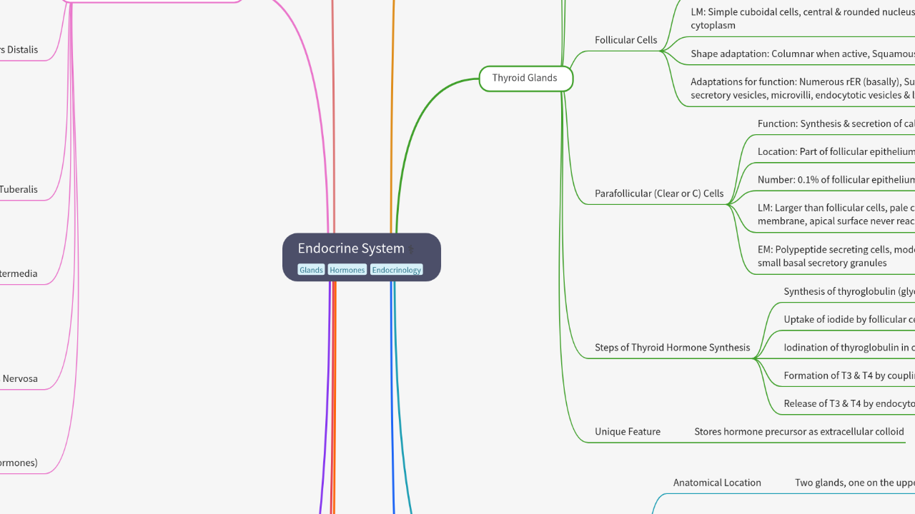 Endocrine System