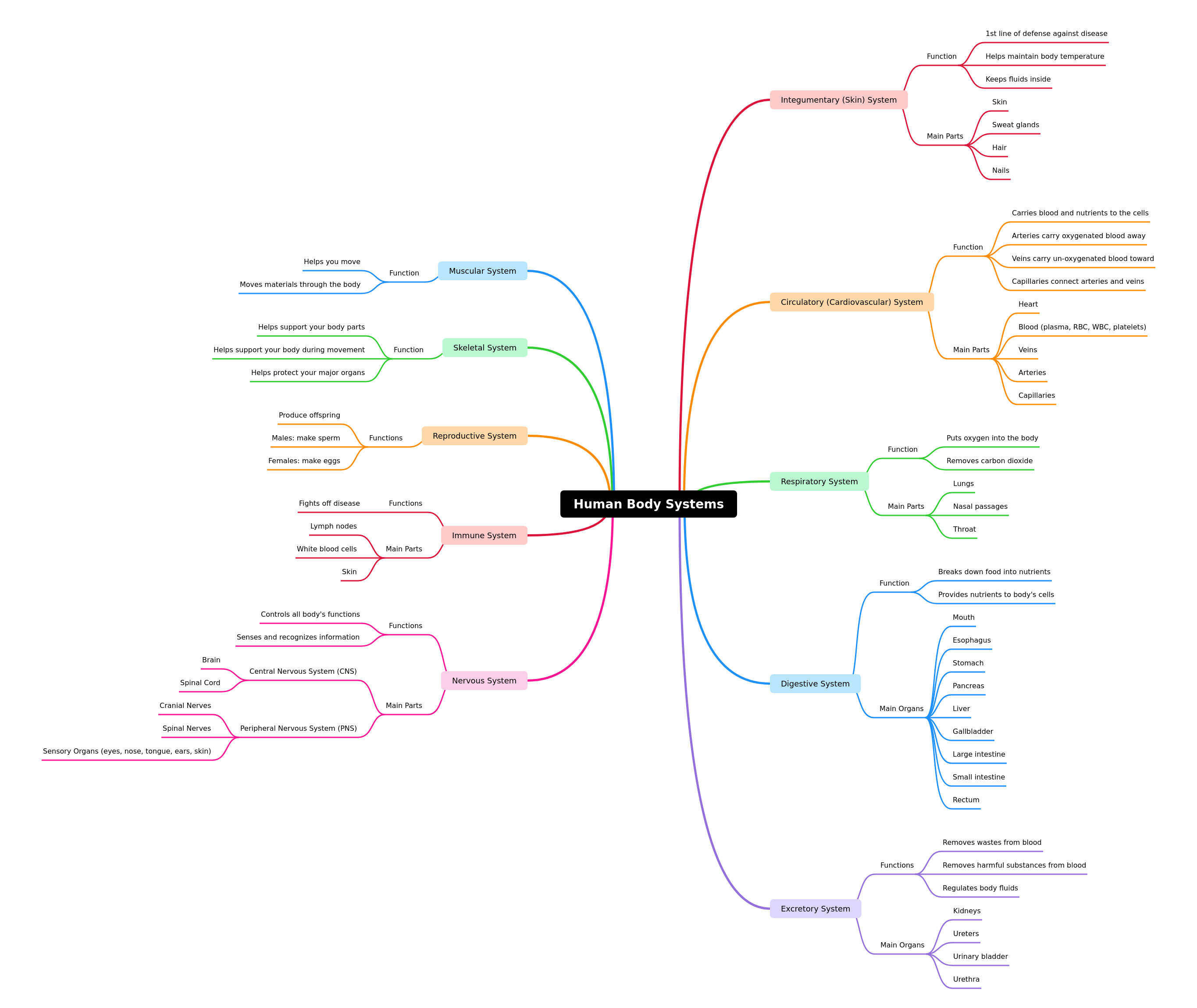 Human Body Systems Overview