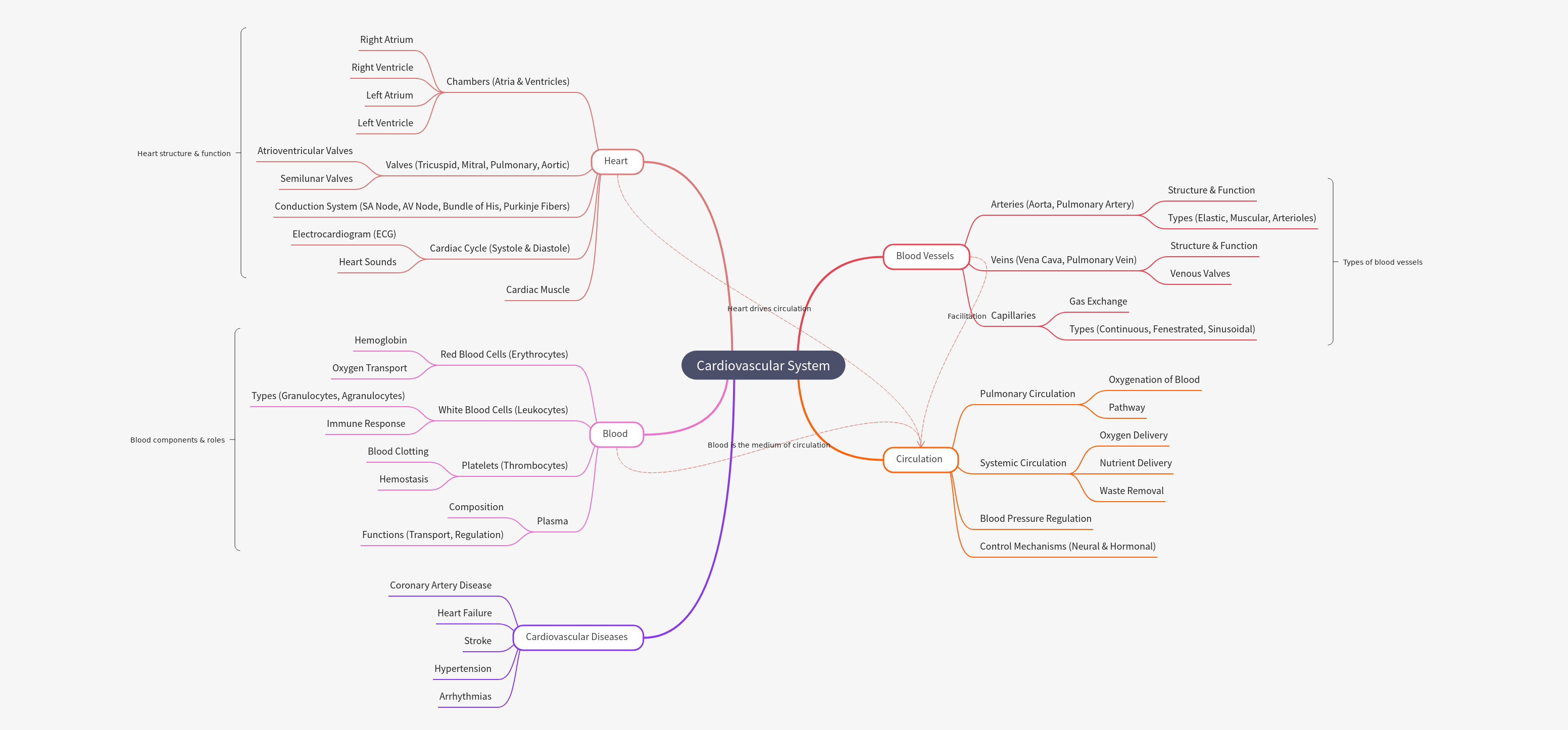 Comprehensive Guide to the Cardiovascular System