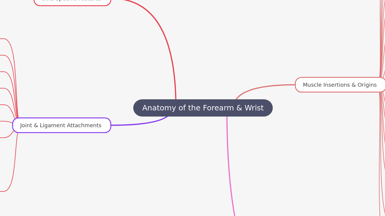 Anatomy of the Forearm & Wrist