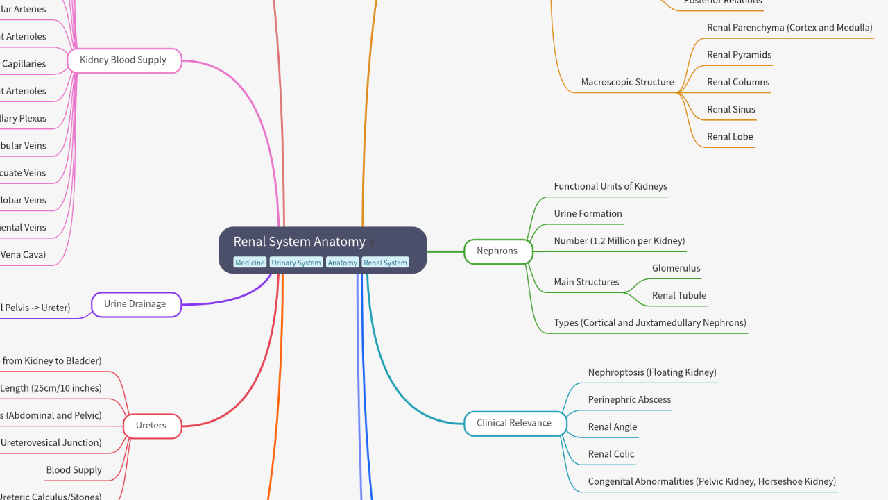 Mind Map:Renal System Anatomy ...