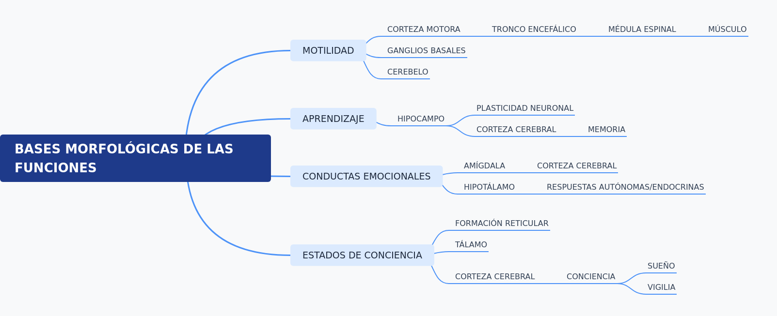 Bases Morfológicas del Sistema Nervioso