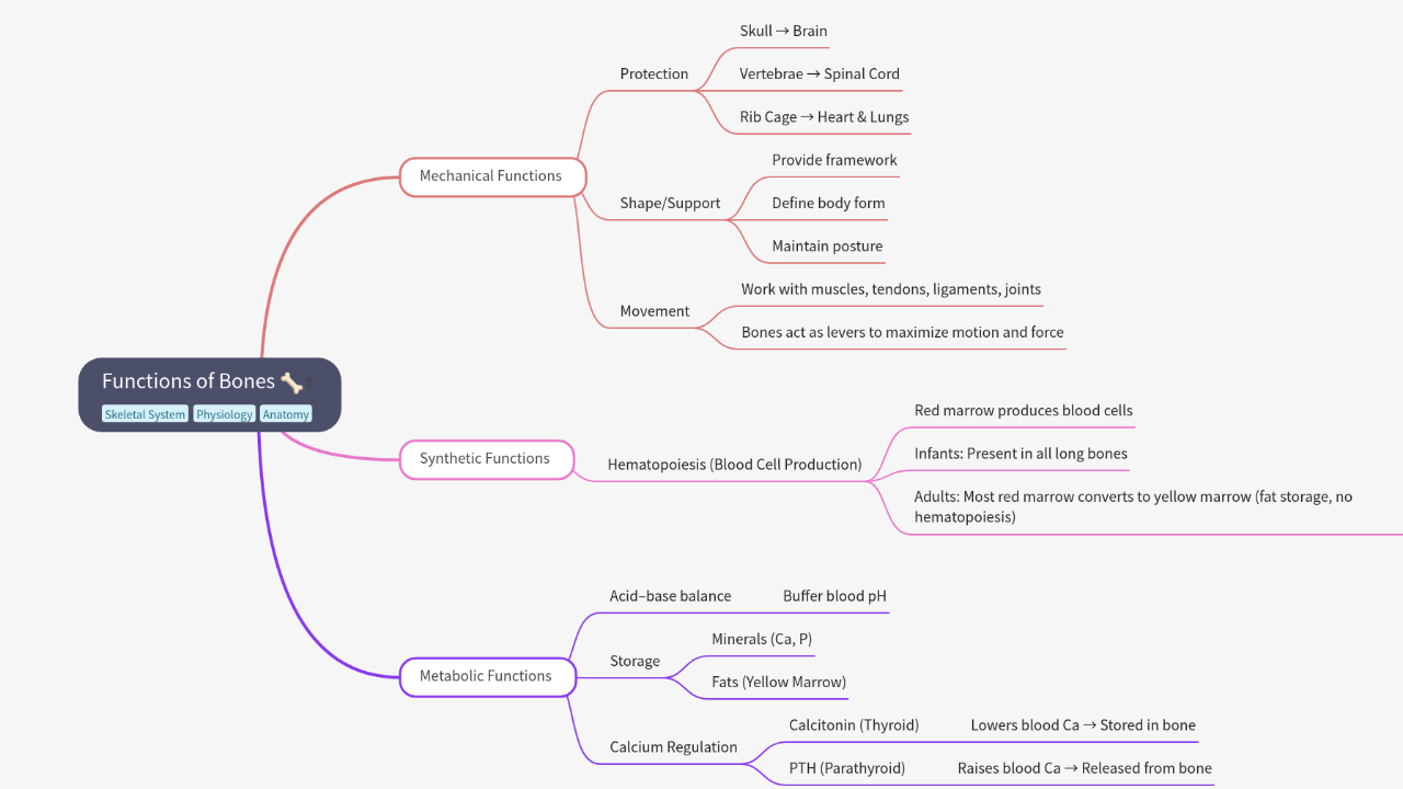 Mind Map:Functions of Bones ...