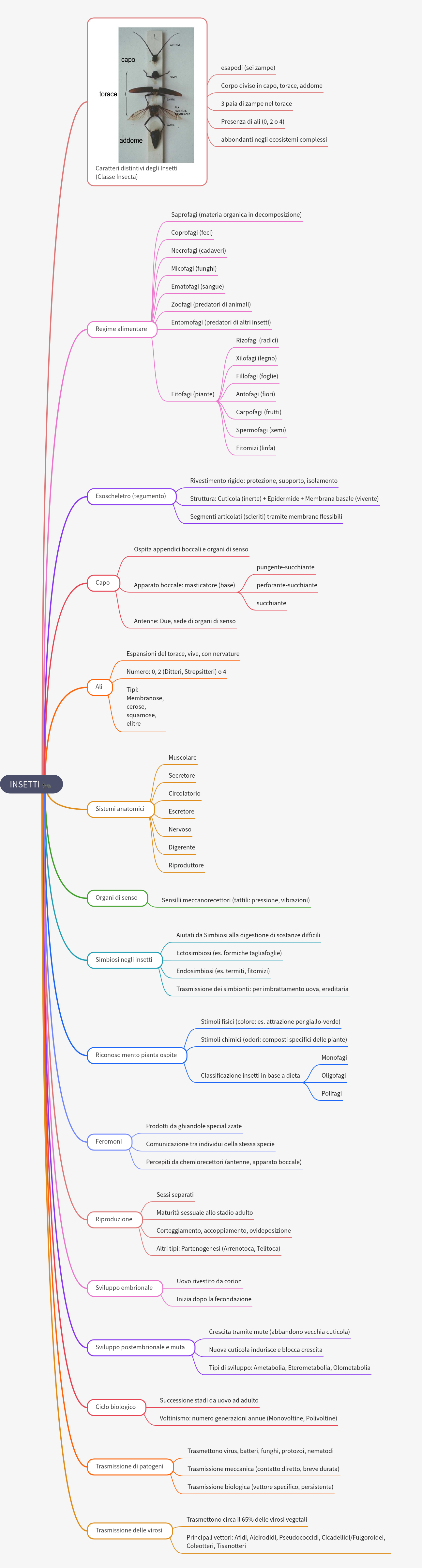 Insects: Characteristics, Diet, Anatomy, and Life Cycle