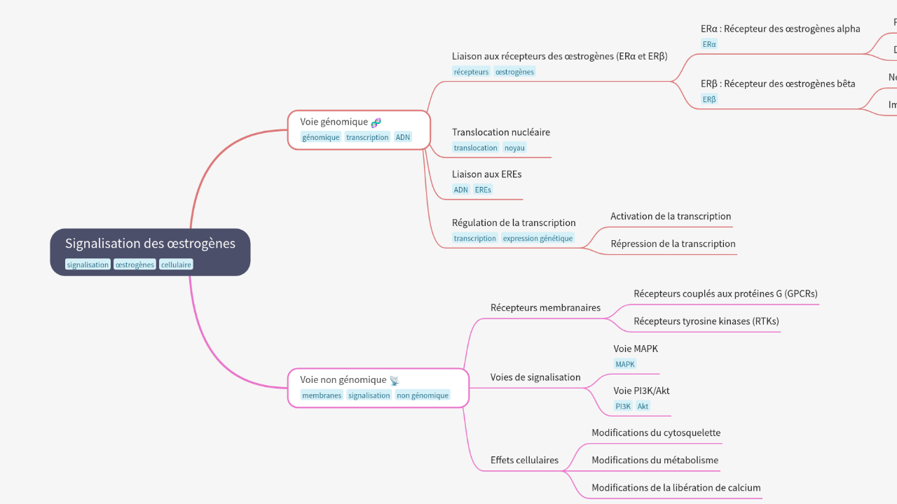 Mind Map:Signalisation des œstrogènes ...