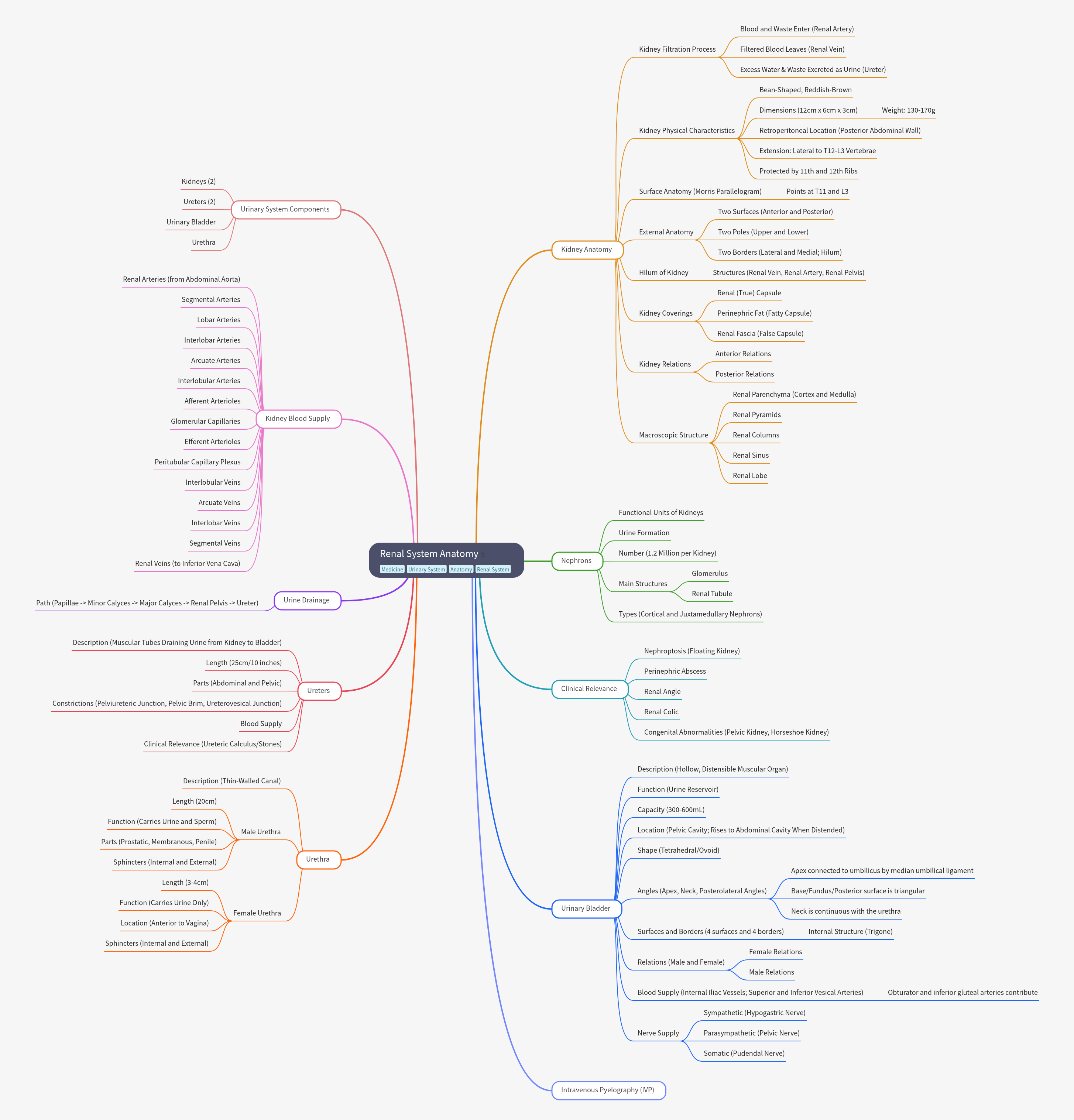 Renal System Anatomy: A Comprehensive Guide