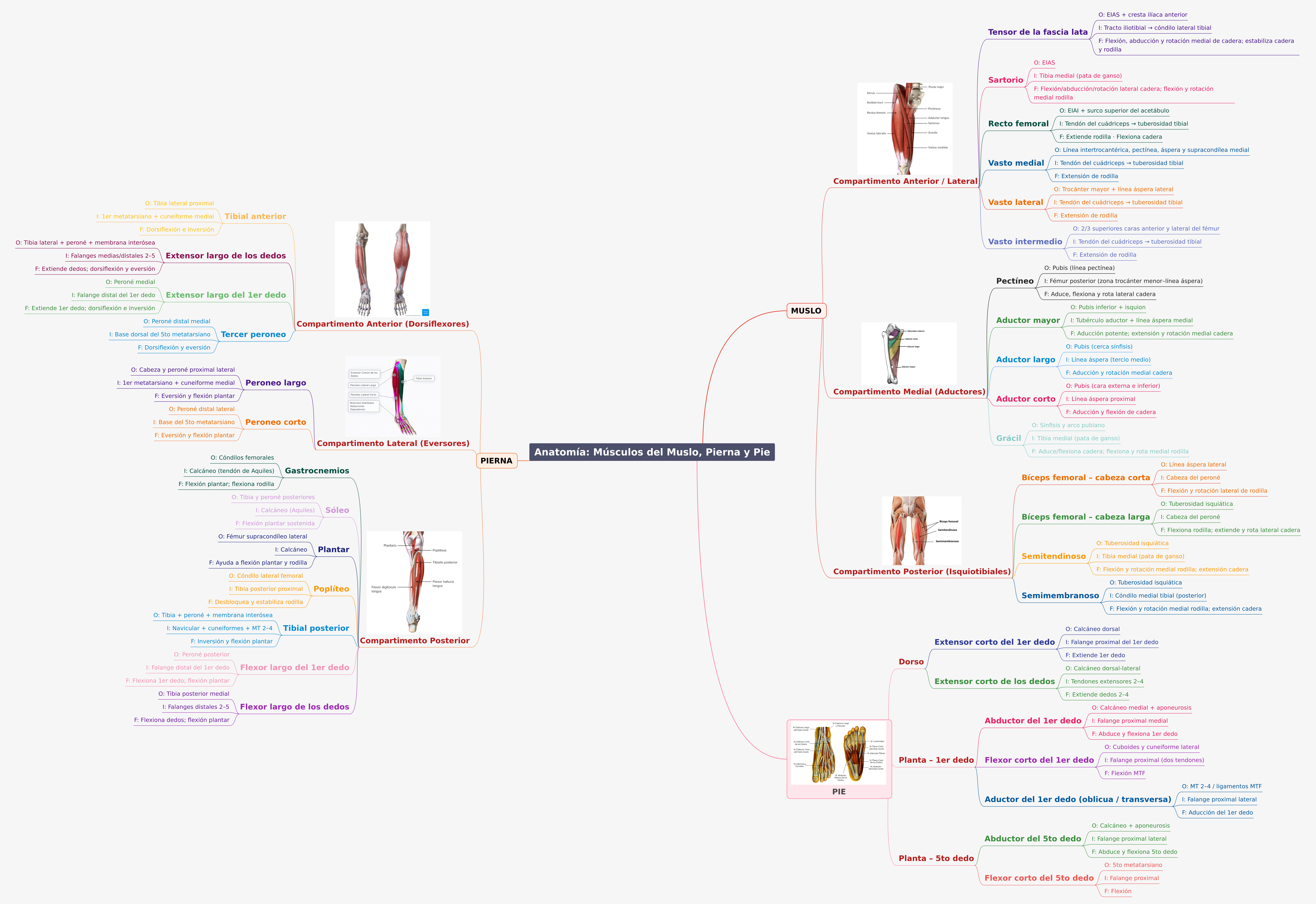 Anatomy: Thigh, Leg, and Foot Muscles Overview