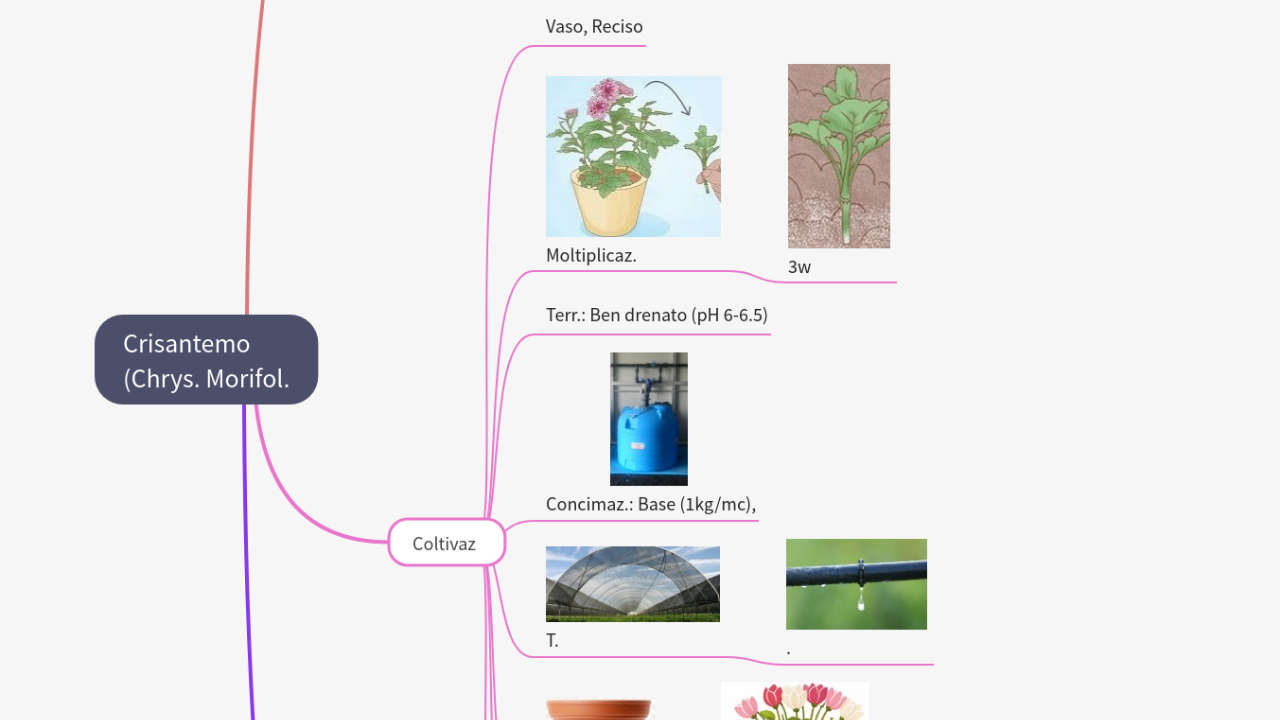 Mind Map:Crisantemo (Chrys. Morifol. ...