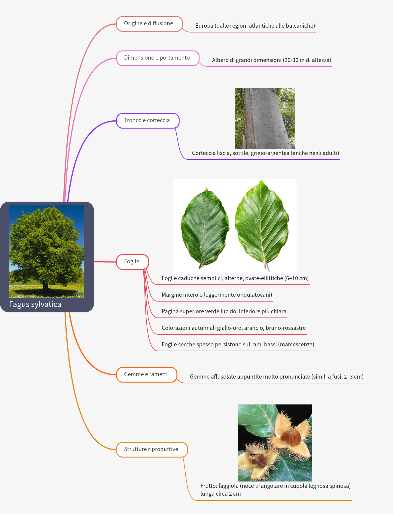 Fagus sylvatica: Comprehensive European Beech Guide