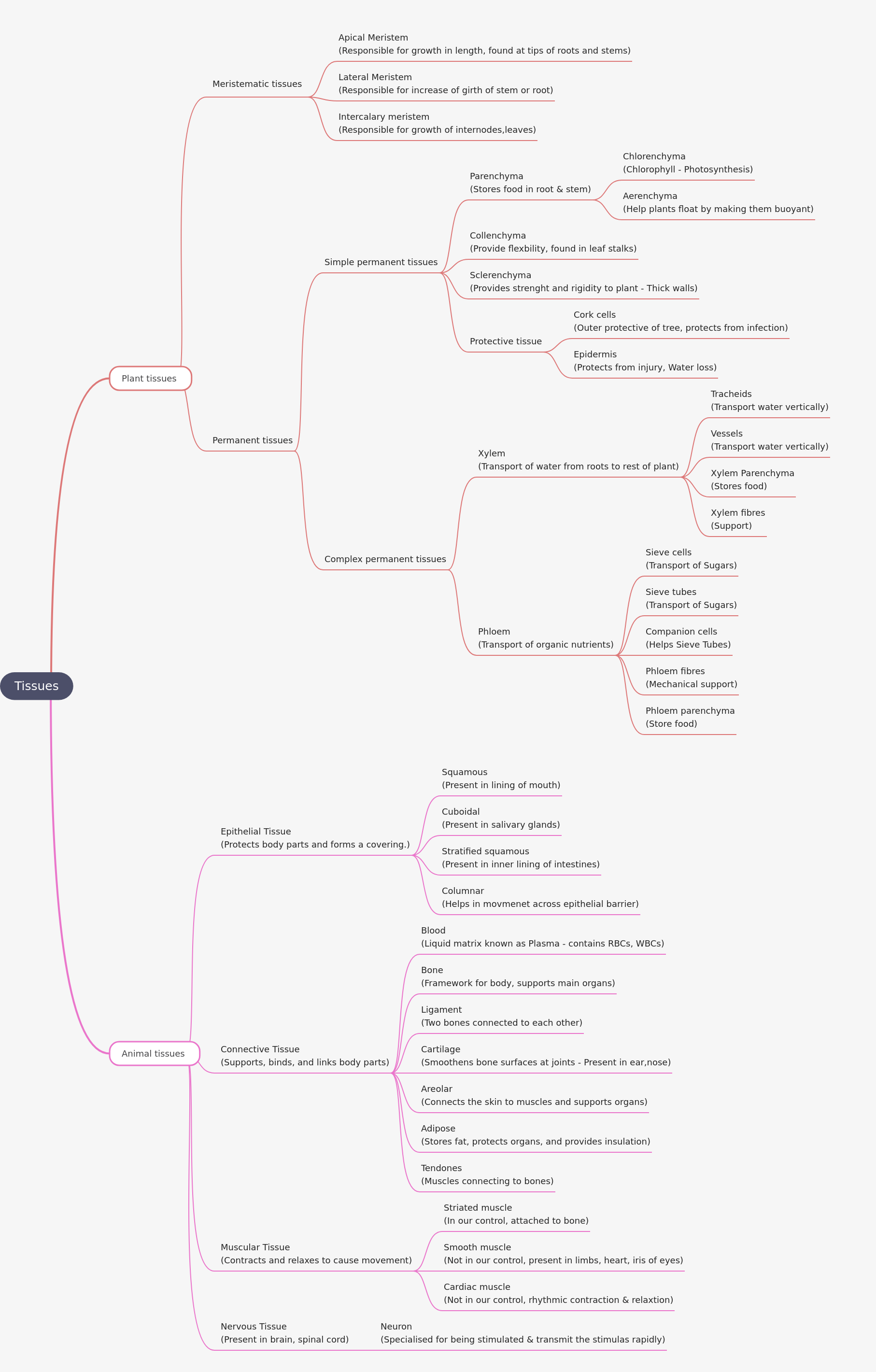 Understanding Plant and Animal Tissues