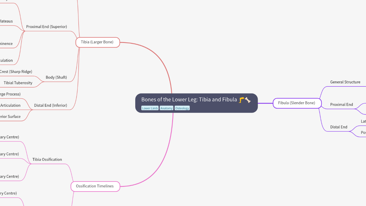 Bones of the Lower Leg: Tibia and Fibula