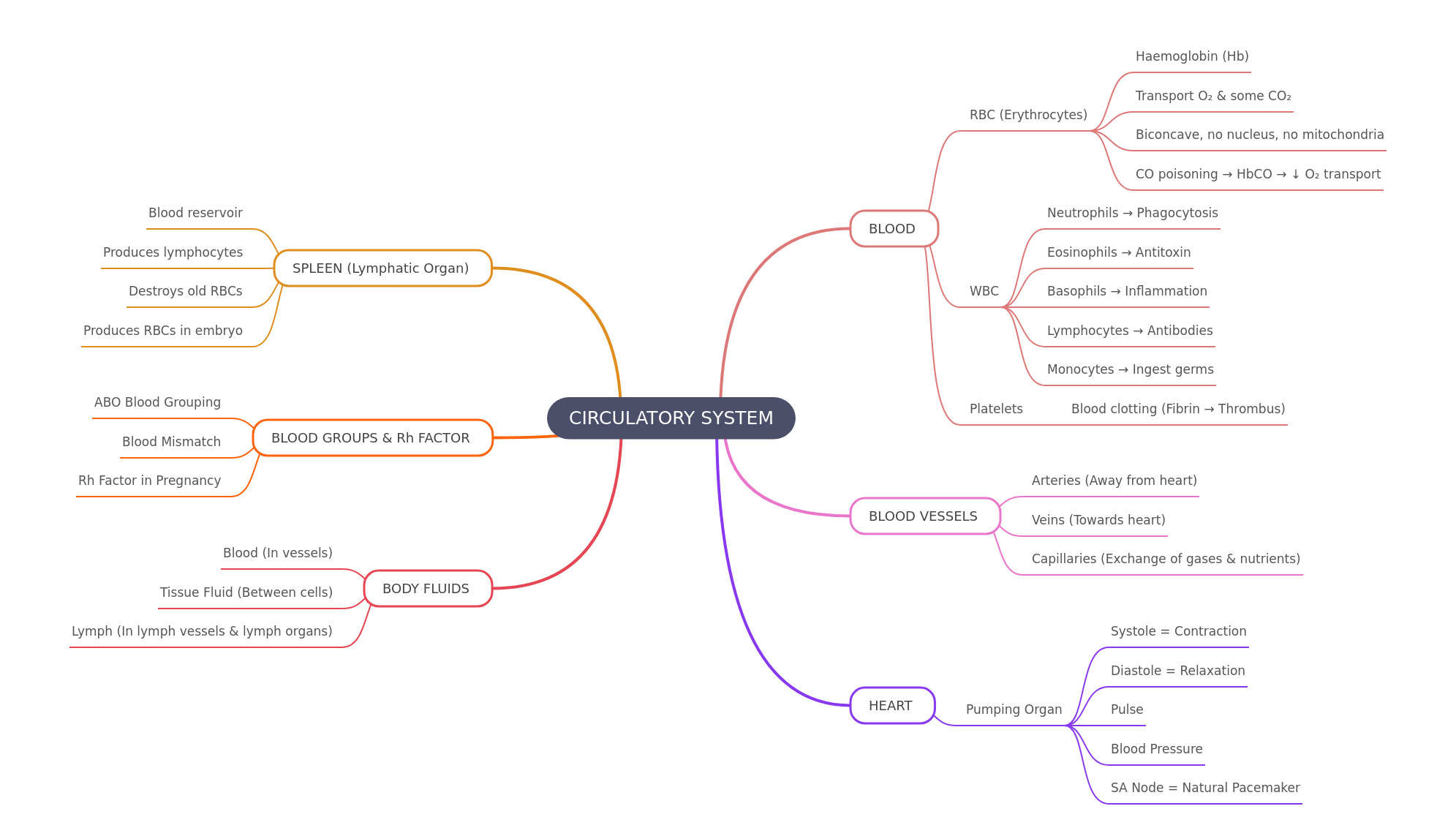 Circulatory System Overview