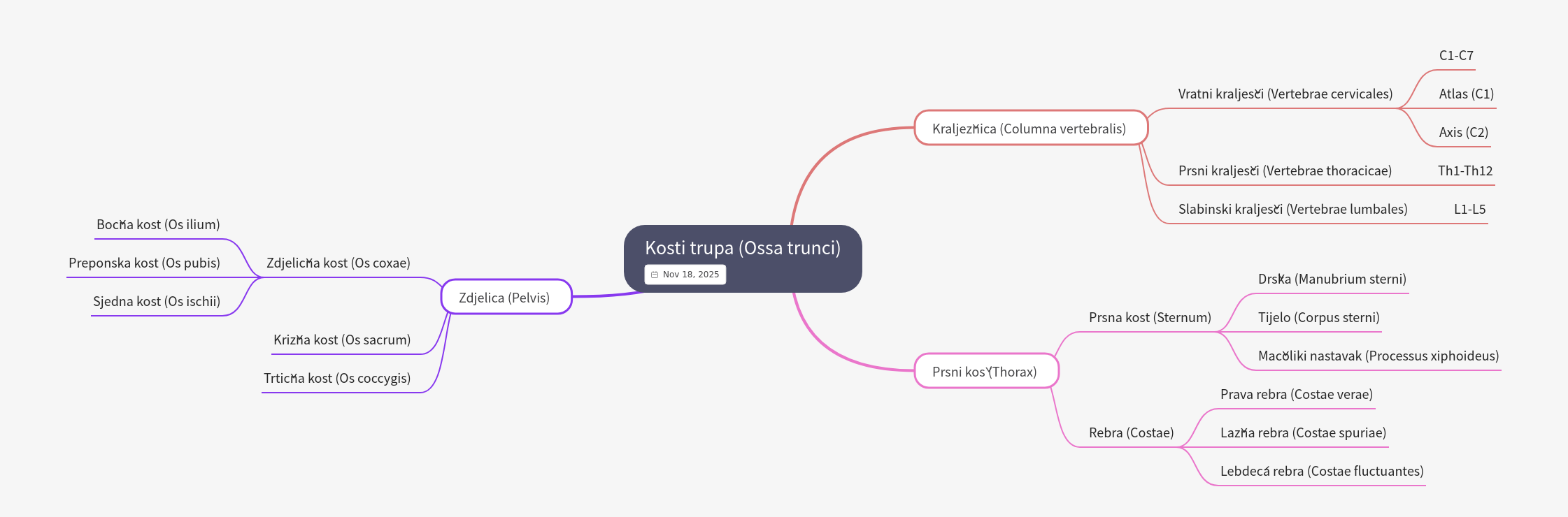 Bones of the Trunk: Anatomy and Structure