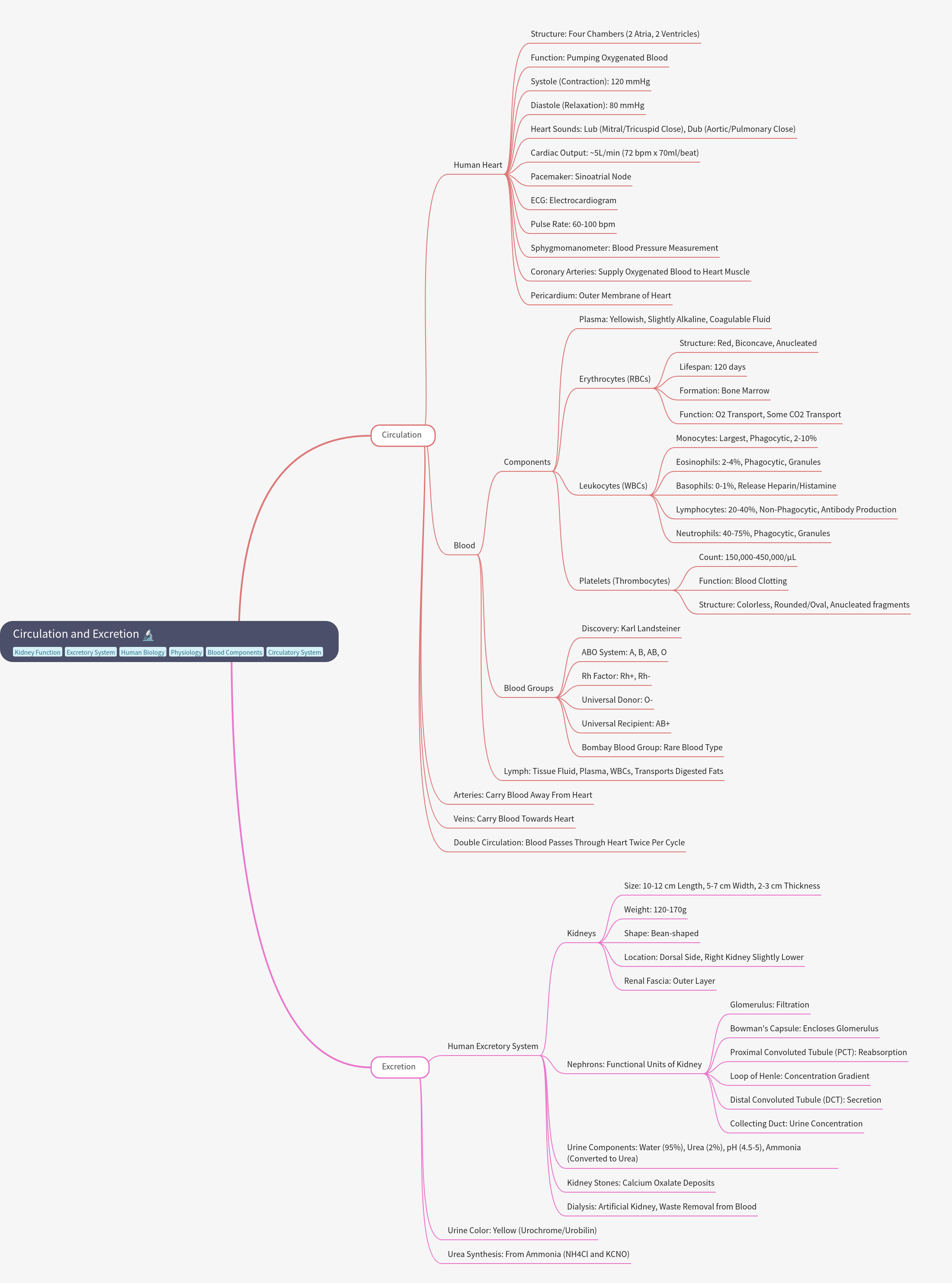 Circulation and Excretion: Body Systems Explained