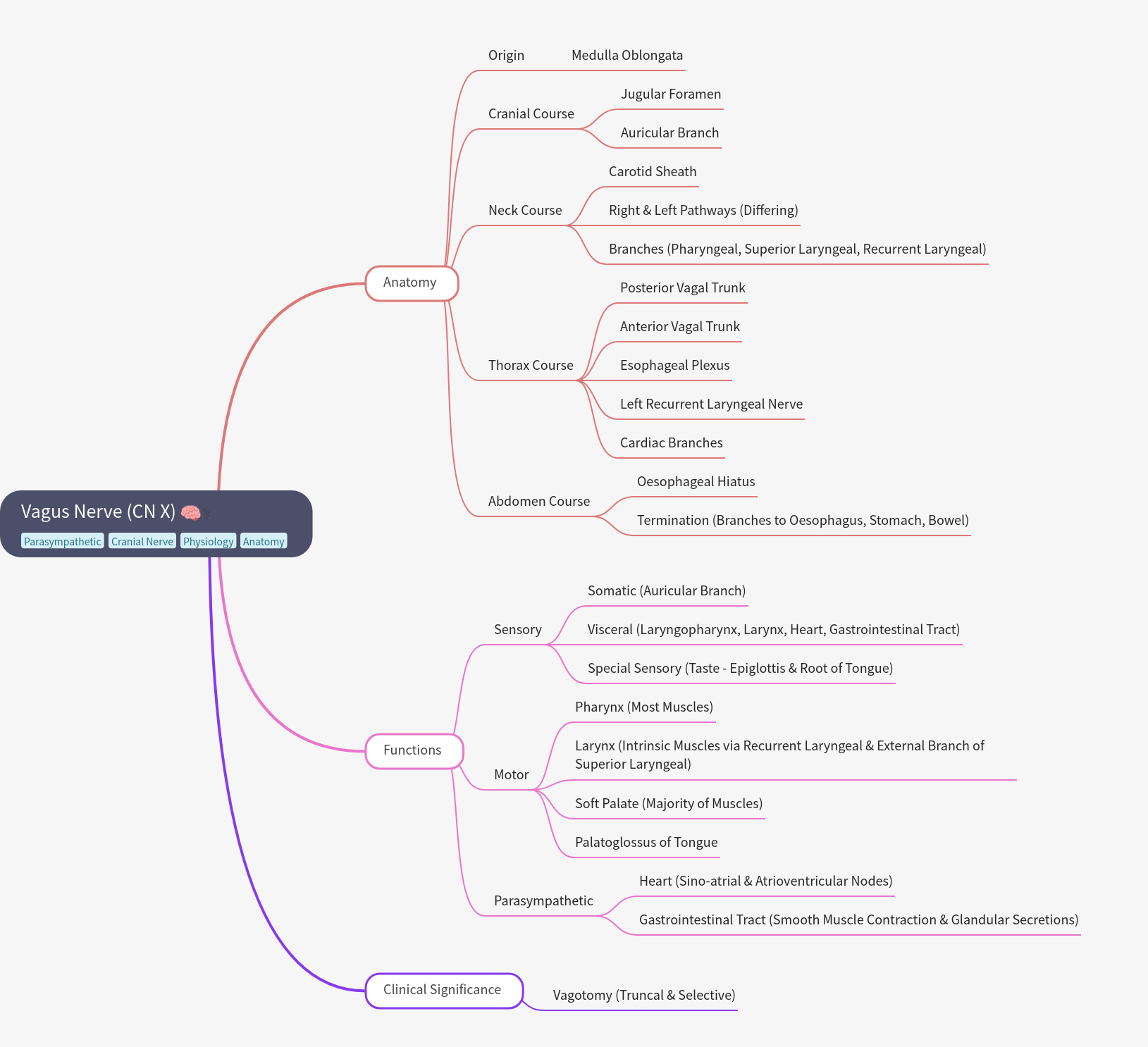 Vagus Nerve (CN X): Anatomy, Functions, & Clinical Significance