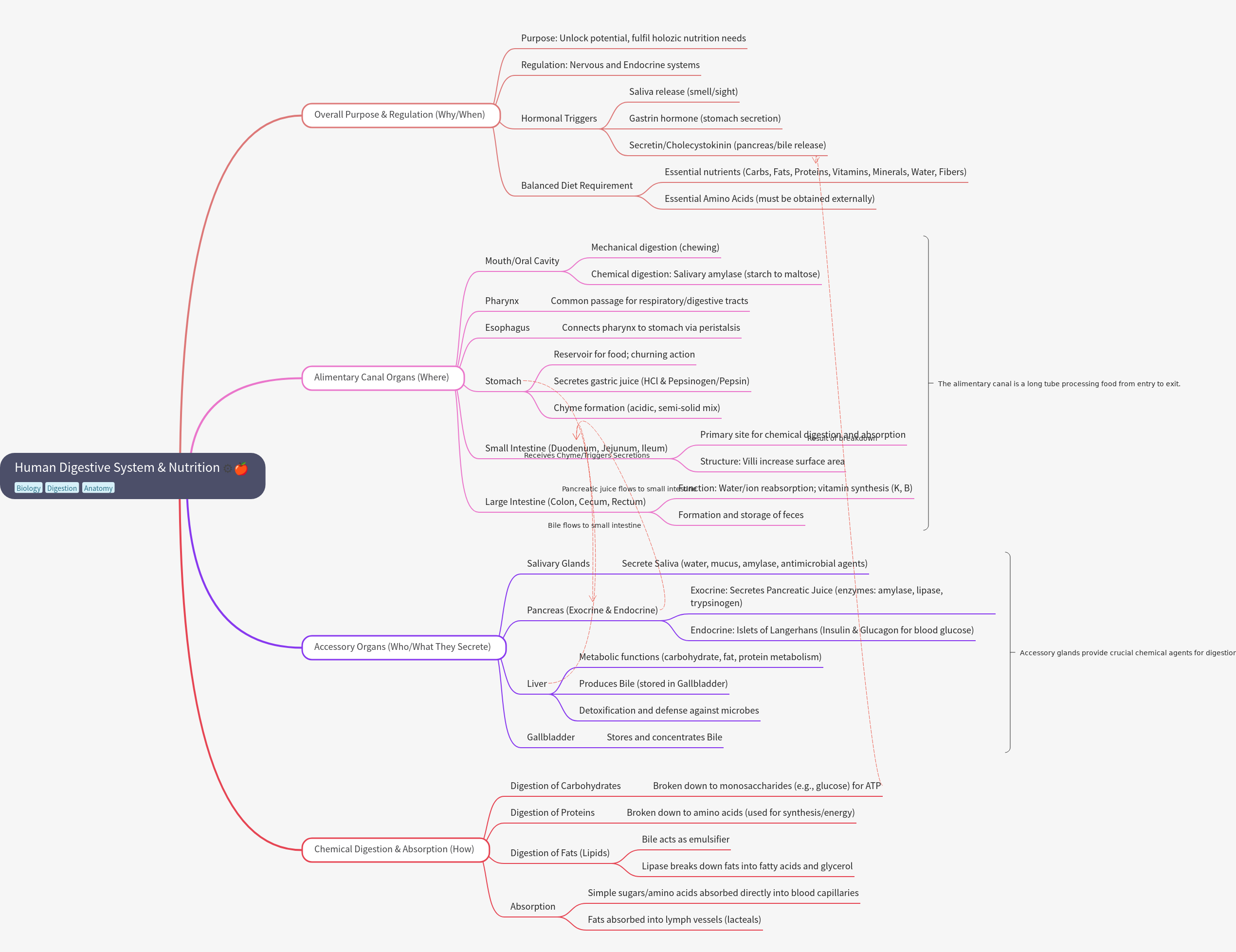 Human Digestive System & Nutrition: Function & Process