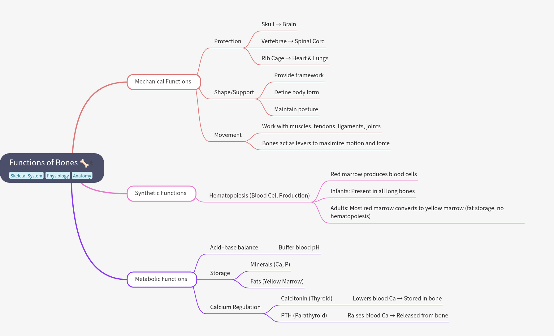 Functions of Bones: Mechanical, Synthetic, Metabolic