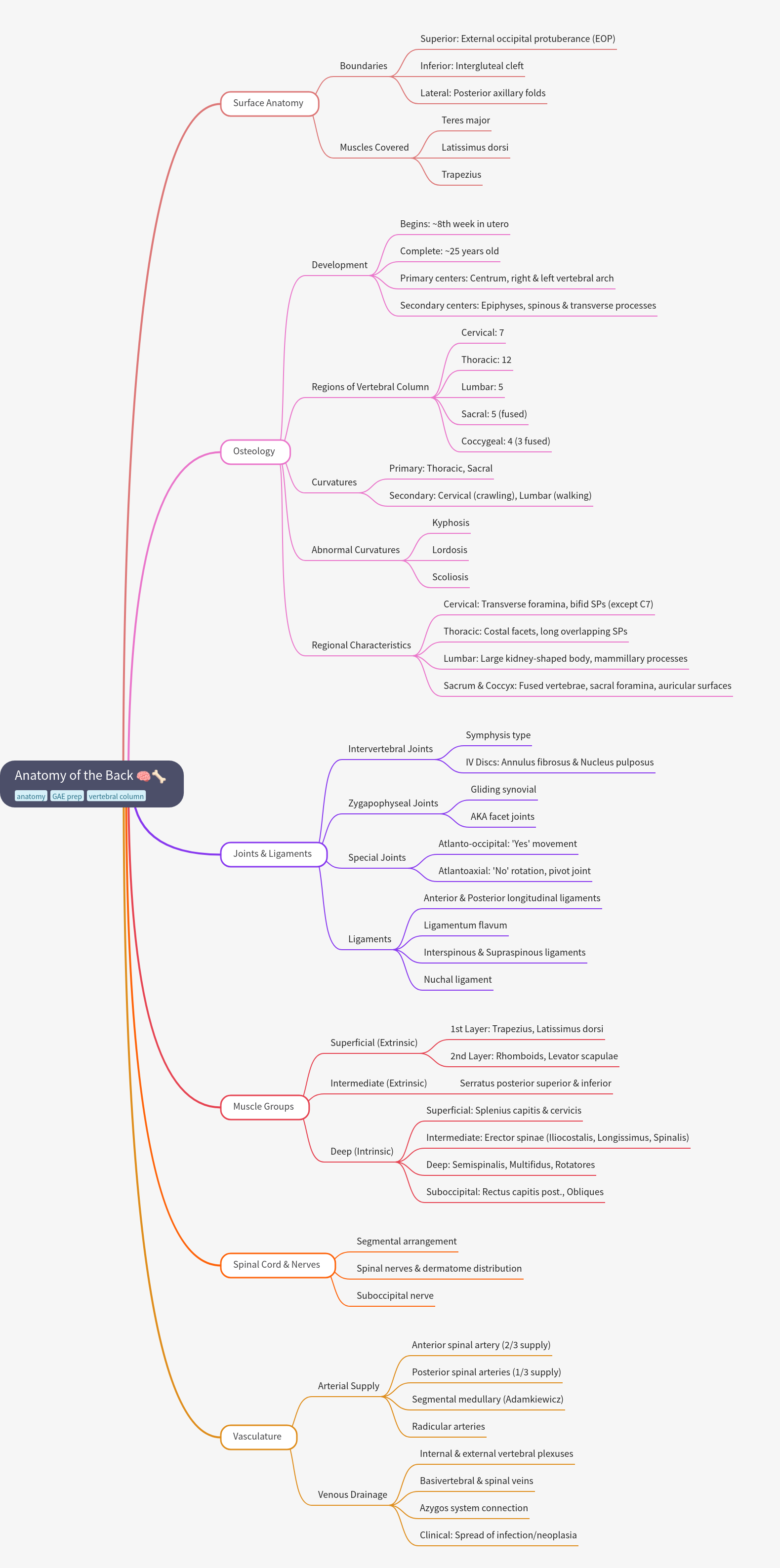 Anatomy of the Back: A Comprehensive Guide