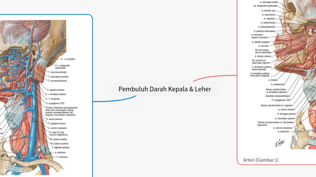 Mind Map:Pembuluh Darah Kepala & Leher ...