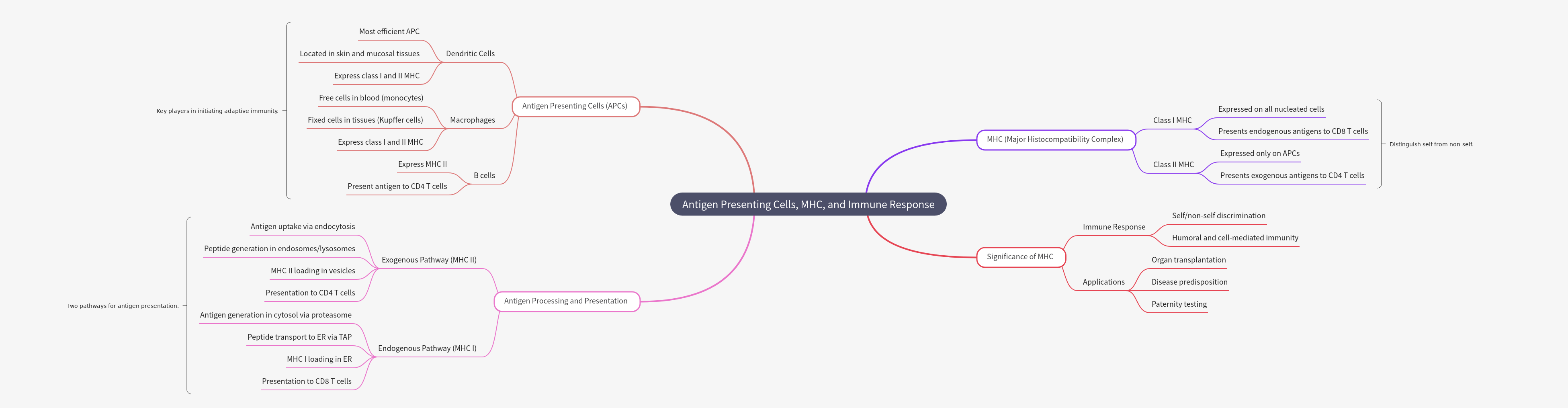 APCs, MHC, & Immune Response Explained