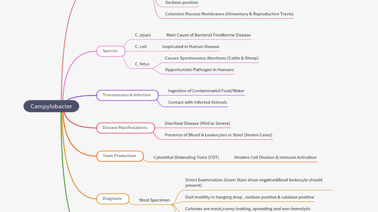 Mind Map:Campylobacter ...