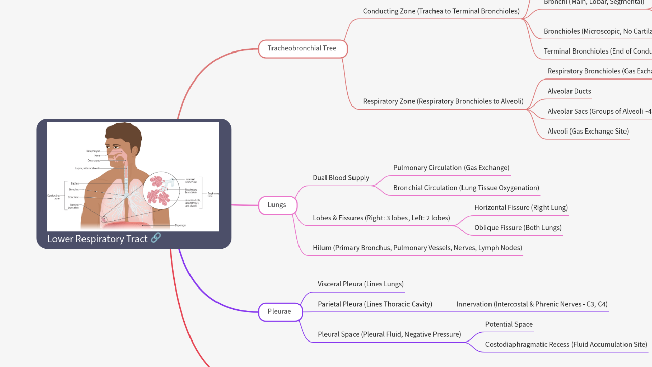 Mind Map:Lower Respiratory Tract ...