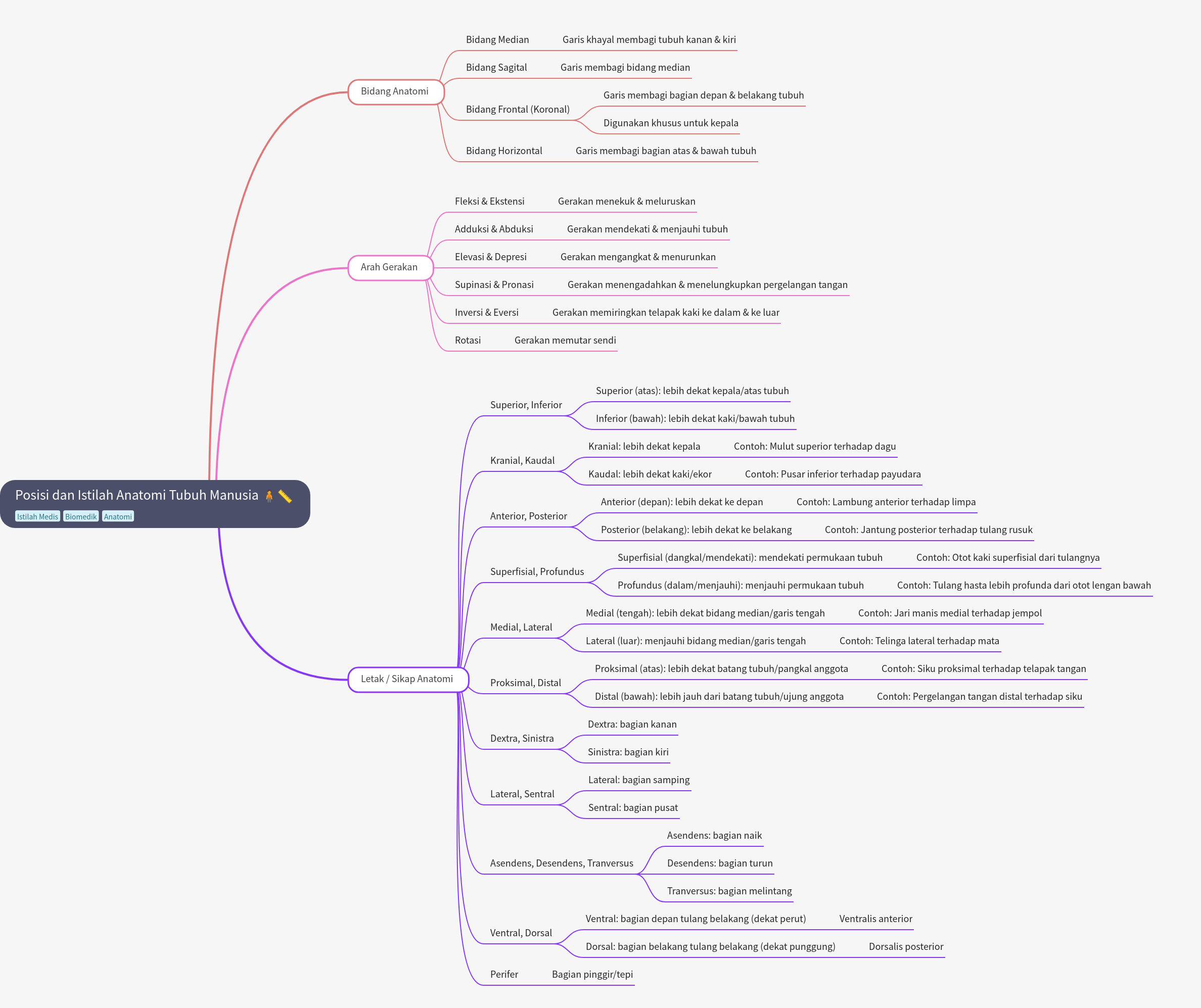 Anatomical Positions and Terms of the Human Body Explained