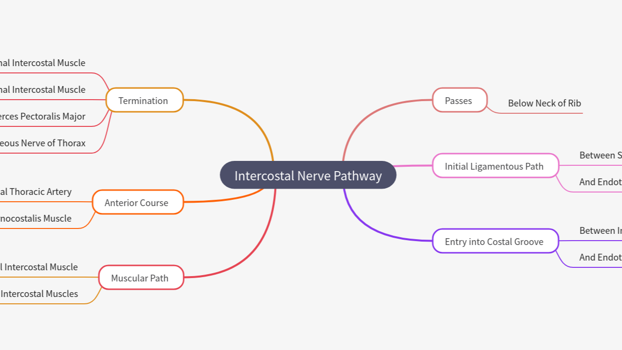 Mind Map:Intercostal Nerve Pathway ...