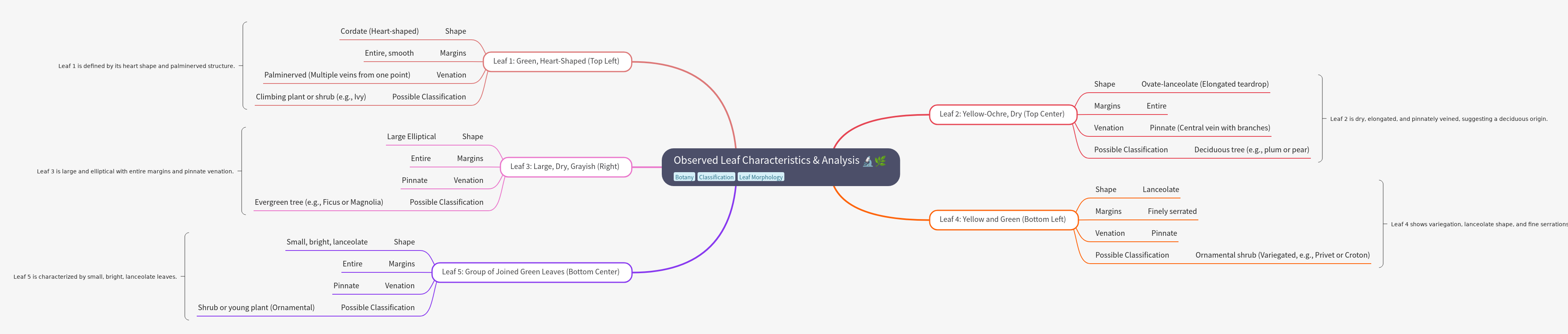 Leaf Characteristics Analysis: Morphology and Classification