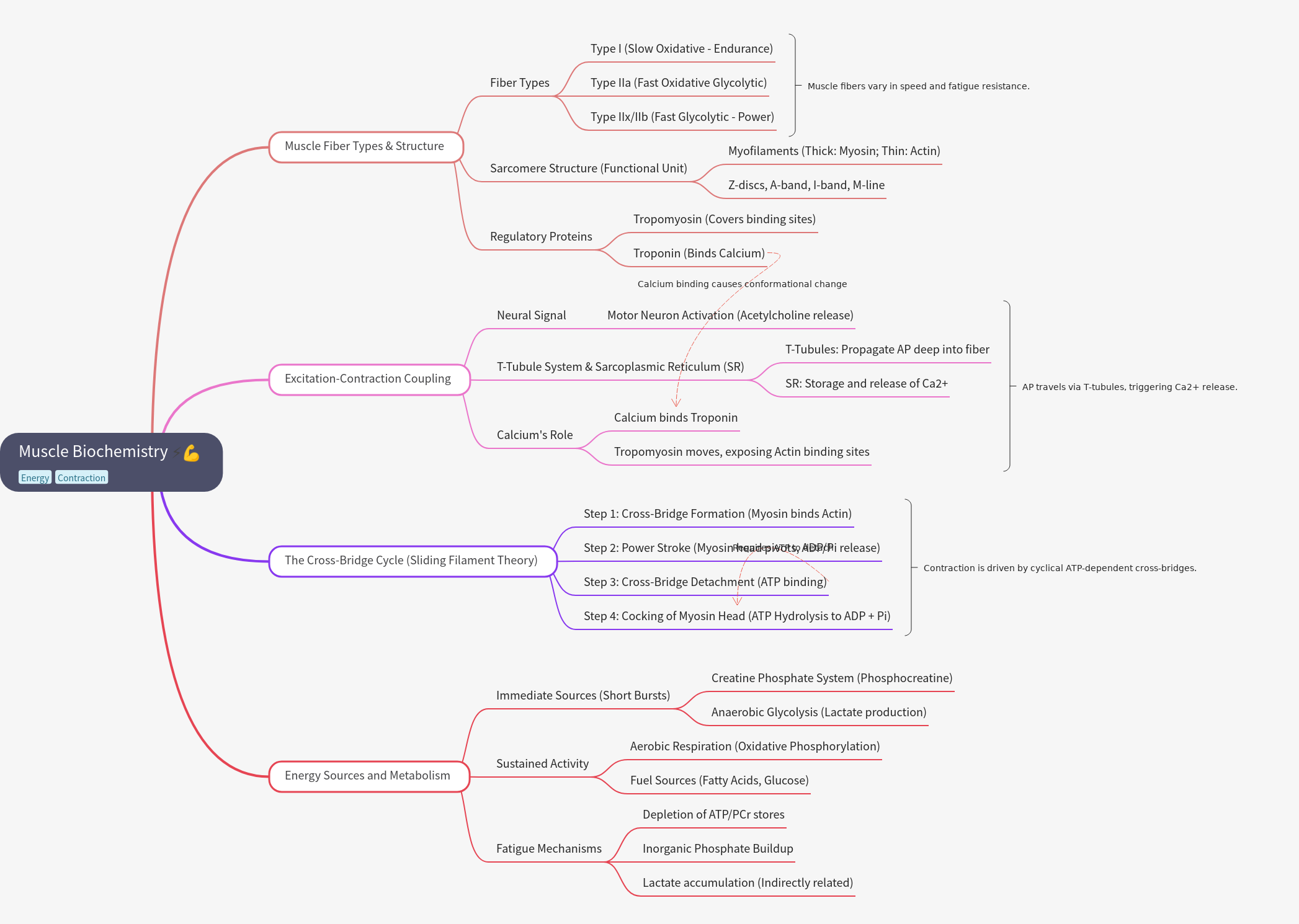 Muscle Biochemistry: Contraction, Energy, and Fiber Types