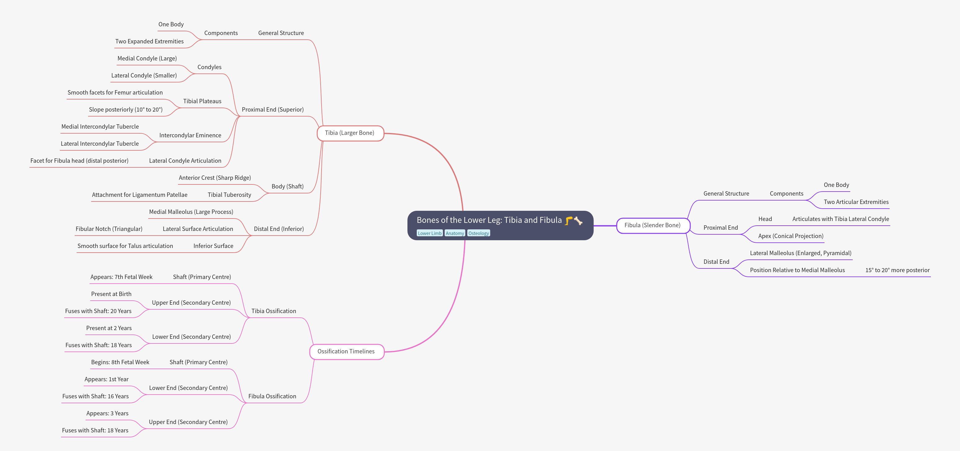 Tibia and Fibula: Lower Leg Bones Anatomy