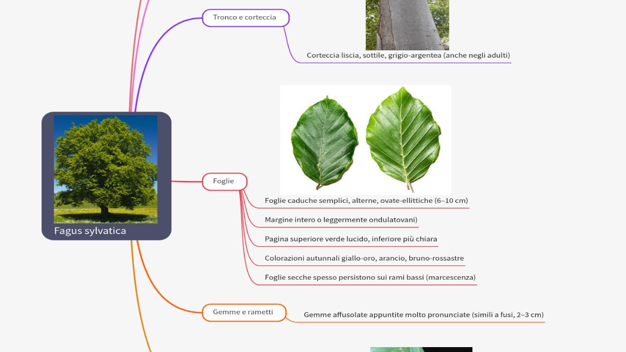 Mind Map:Fagus sylvatica ...