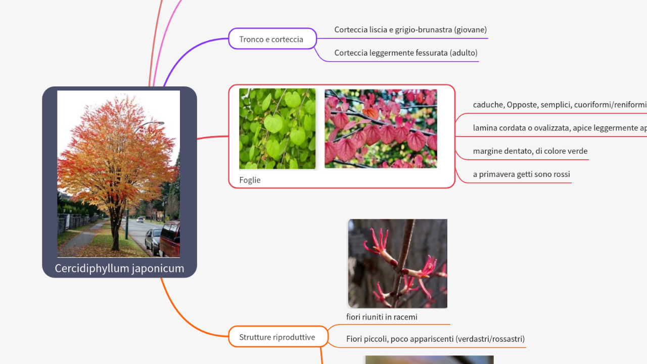 Mind Map:Cercidiphyllum japonicum ...