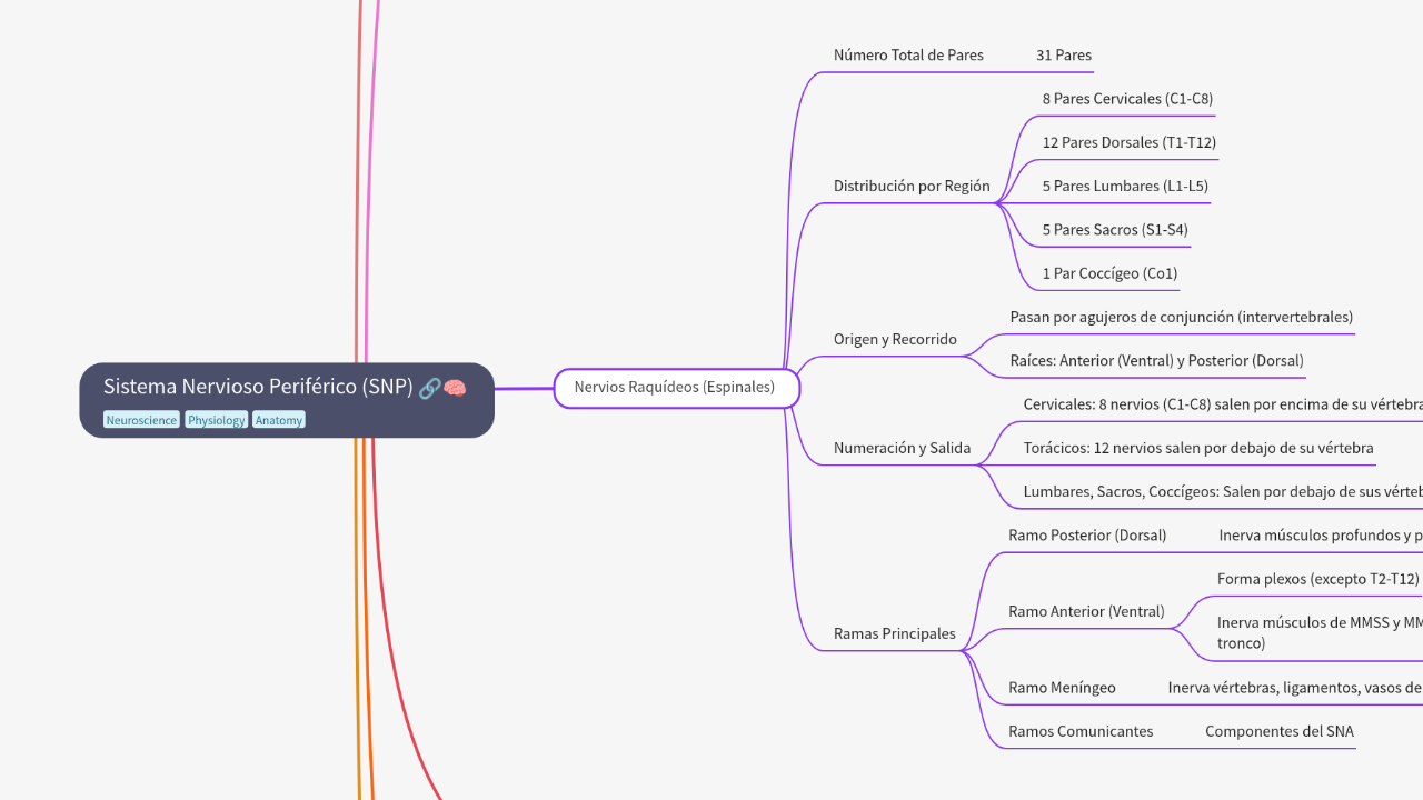 Sistema Nervioso Periférico (SNP)