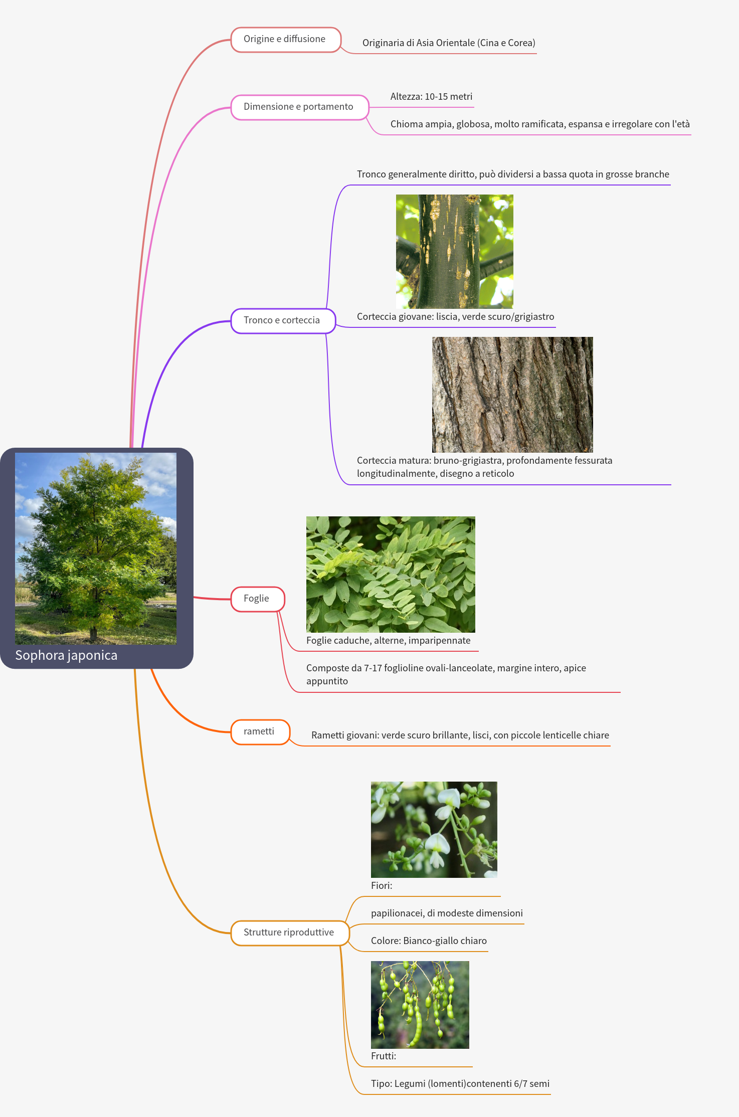 Comprehensive Guide to the Japanese Pagoda Tree (Sophora japonica)