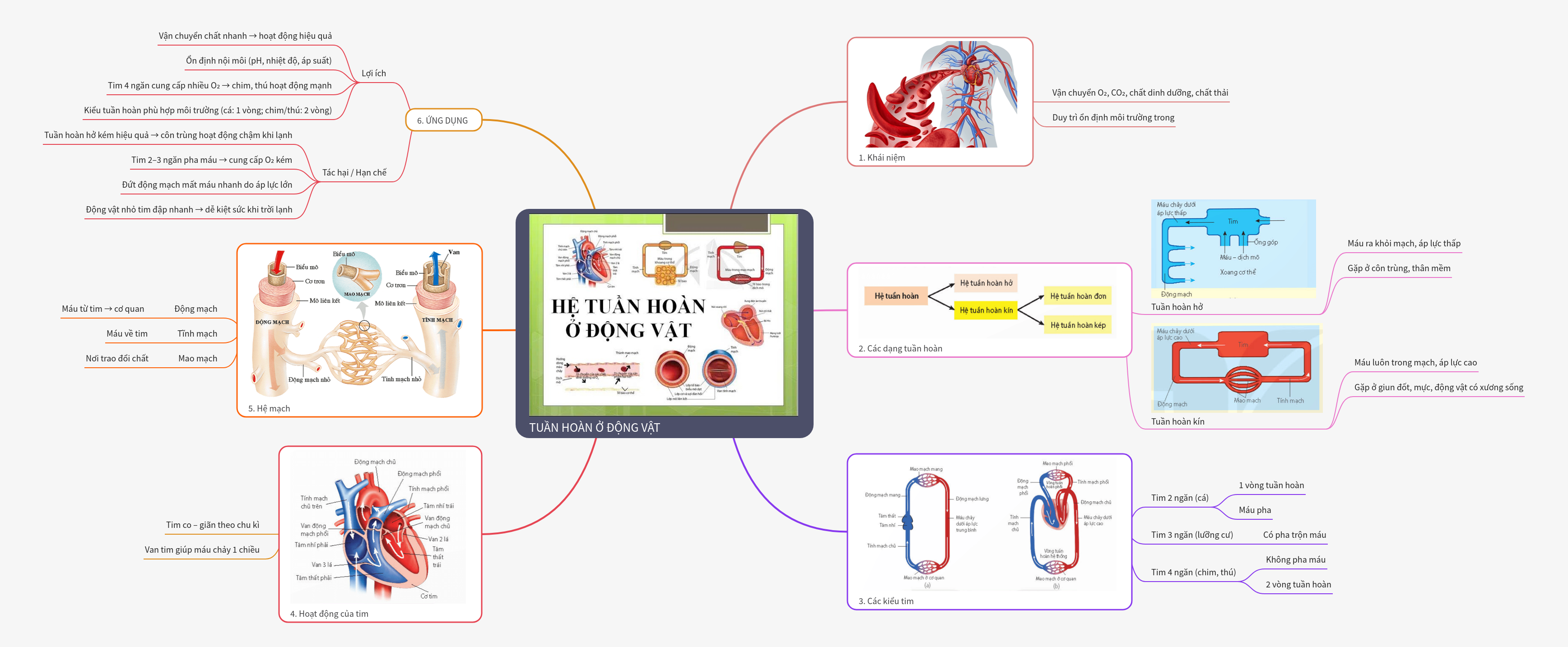 Circulation in Animals: Types, Hearts, and Systems
