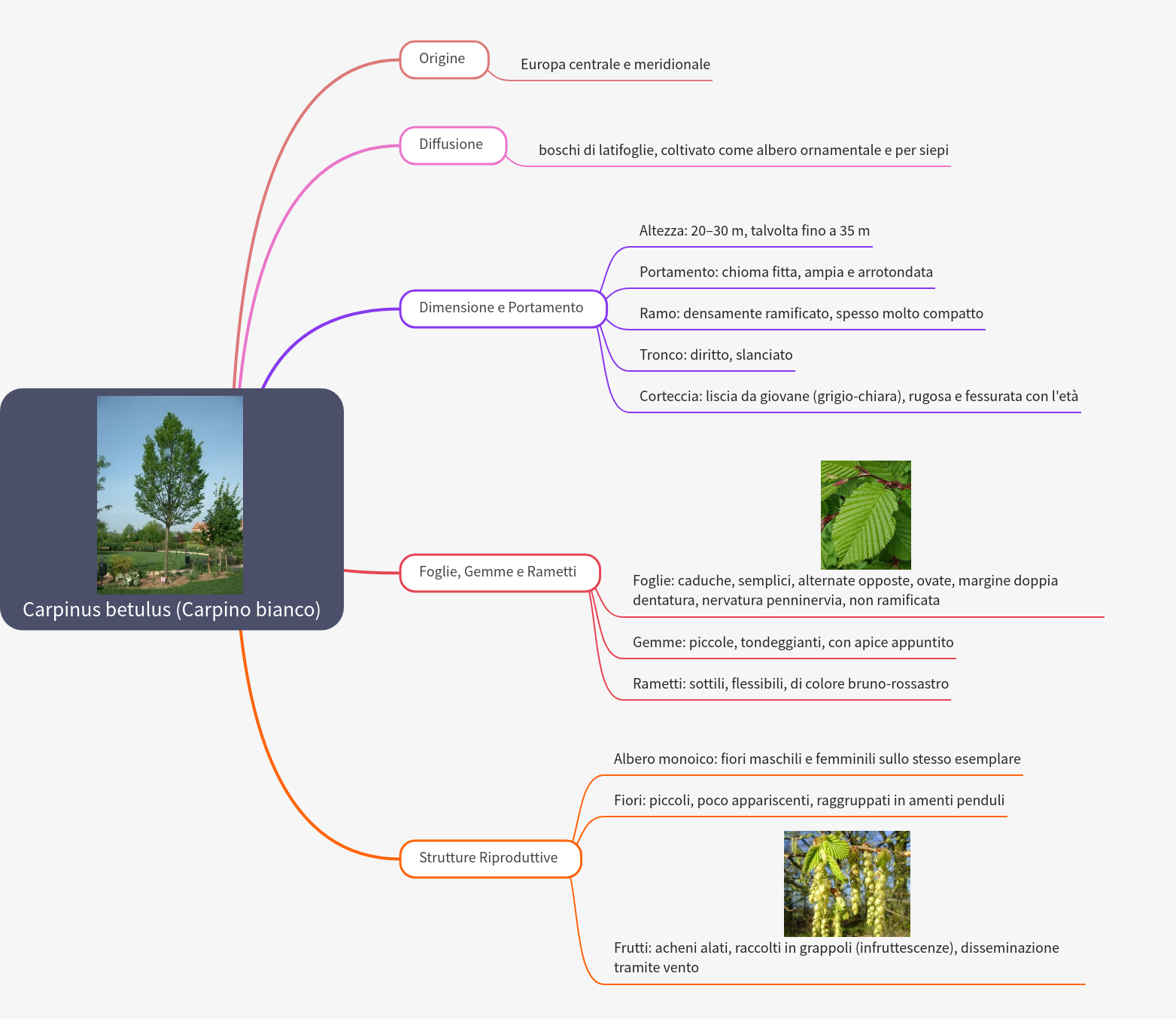 Carpinus Betulus: White Hornbeam Tree Guide