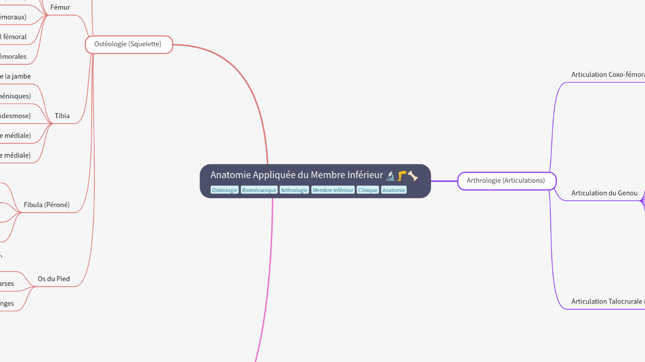Mind Map:Anatomie Appliquée du Membre Inférieur ...