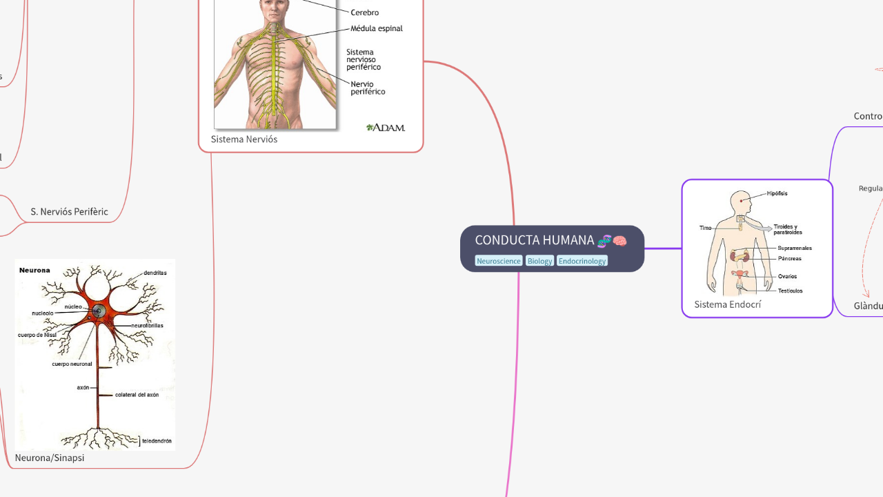 Mind Map:CONDUCTA HUMANA ...