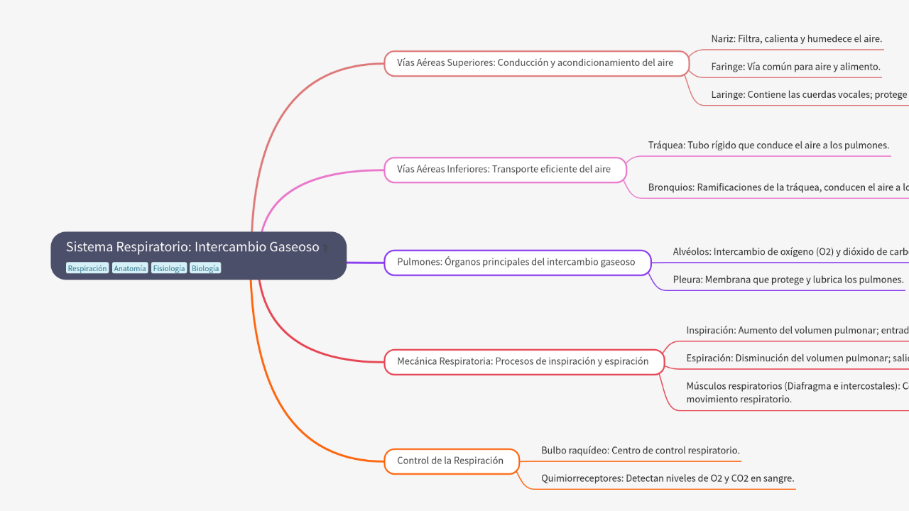 Mind Map:Sistema Respiratorio: Intercambio Gaseoso ...