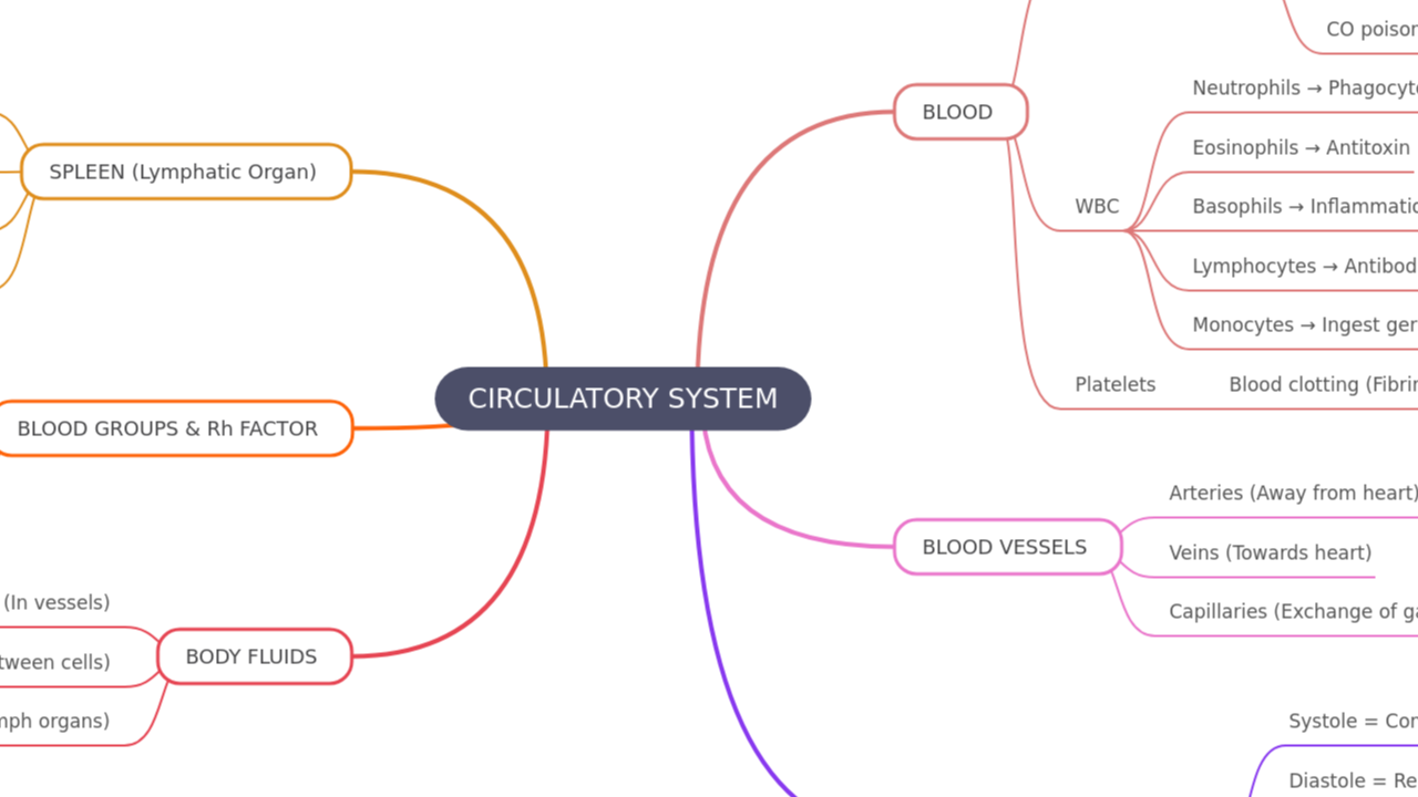Mind Map:CIRCULATORY SYSTEM ...