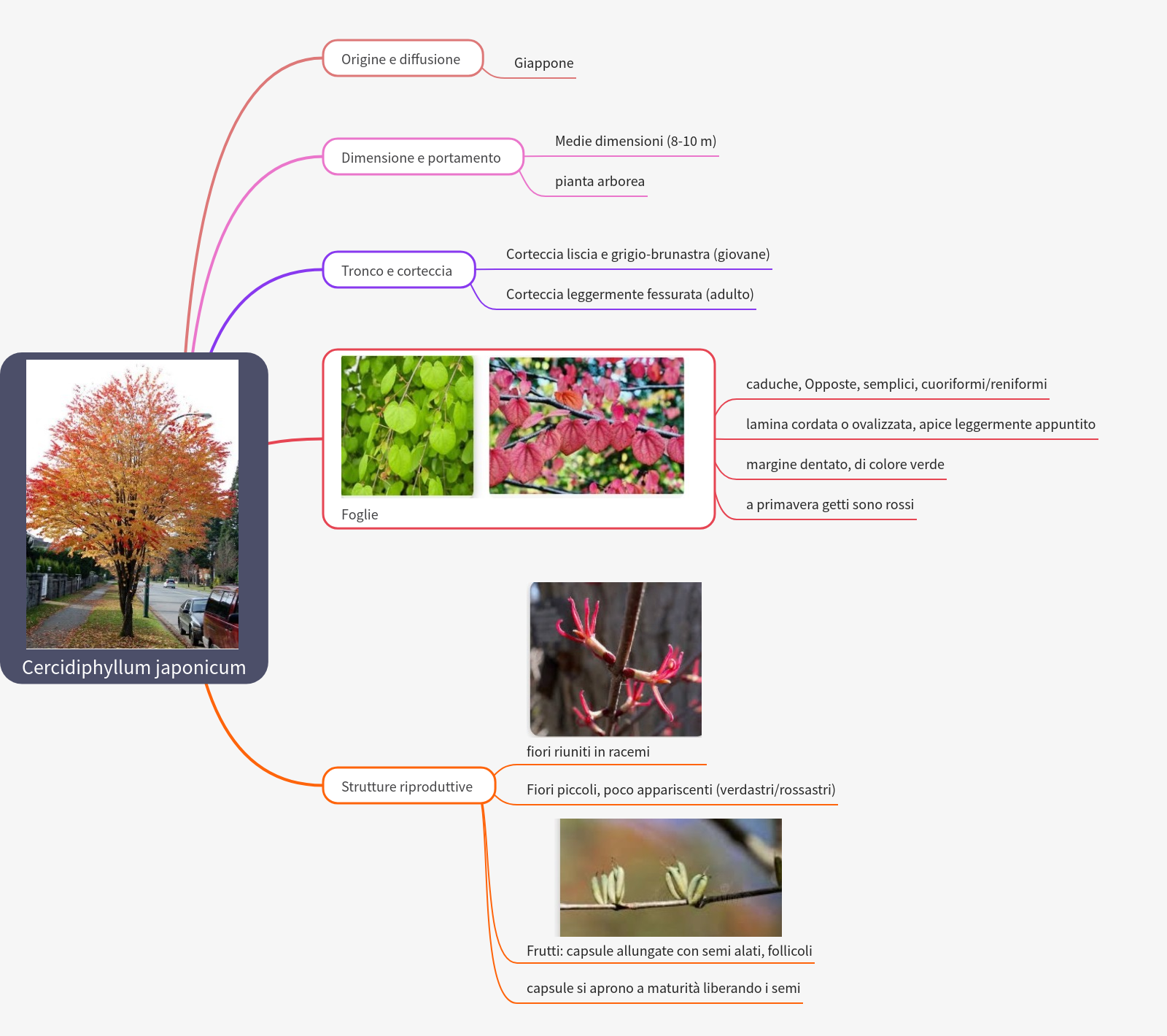 Cercidiphyllum japonicum: Katsura Tree Botanical Guide
