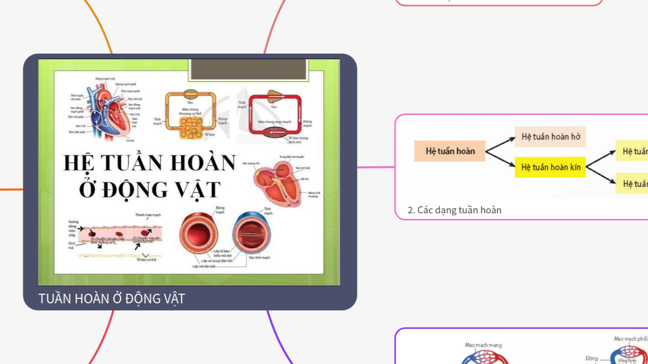 Mind Map:TUẦN HOÀN Ở ĐỘNG VẬT ...