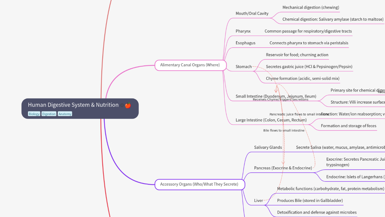Human Digestive System & Nutrition